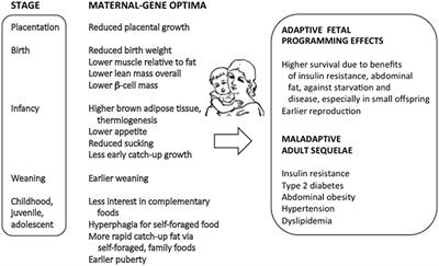 Why and How Imprinted Genes Drive Fetal Programming